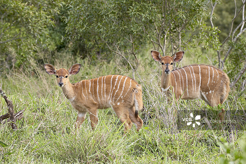 两只年轻的非洲小羚羊，南非Hluhluwe禁猎区图片素材