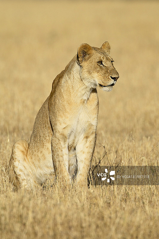年轻的雄狮（Panthera leo），马赛马拉国家保护区，肯尼亚，东非，非洲图片素材