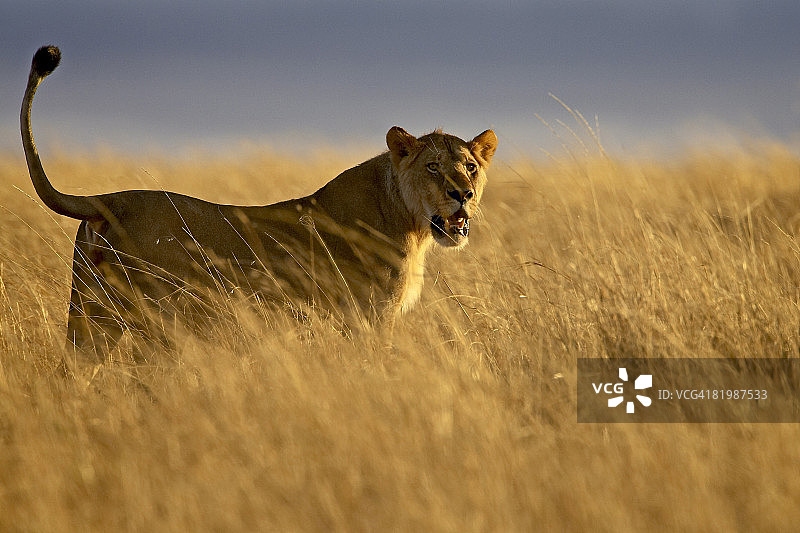 年轻的雄狮（Panthera leo）在清晨的阳光下，马赛马拉国家保护区，肯尼亚，东非，非洲图片素材