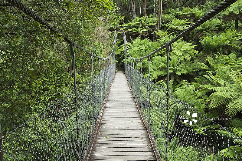 澳大利亚维多利亚州塔拉布尔加国家公园的悬索桥和热带雨林图片素材