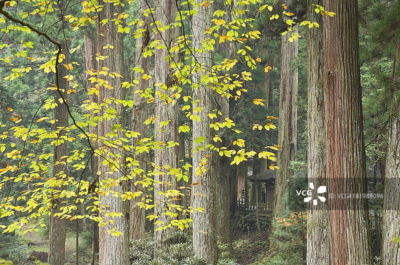 日本高野山奥之院墓地图片素材