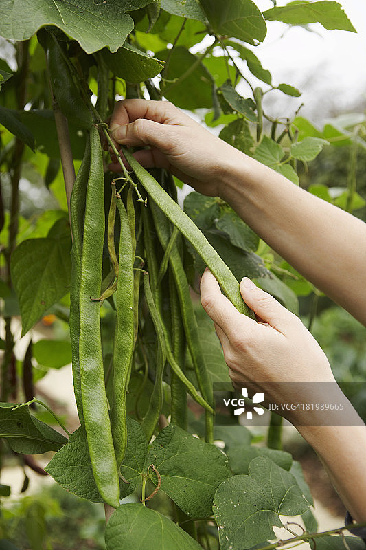 女人采摘菜豆特写图片素材