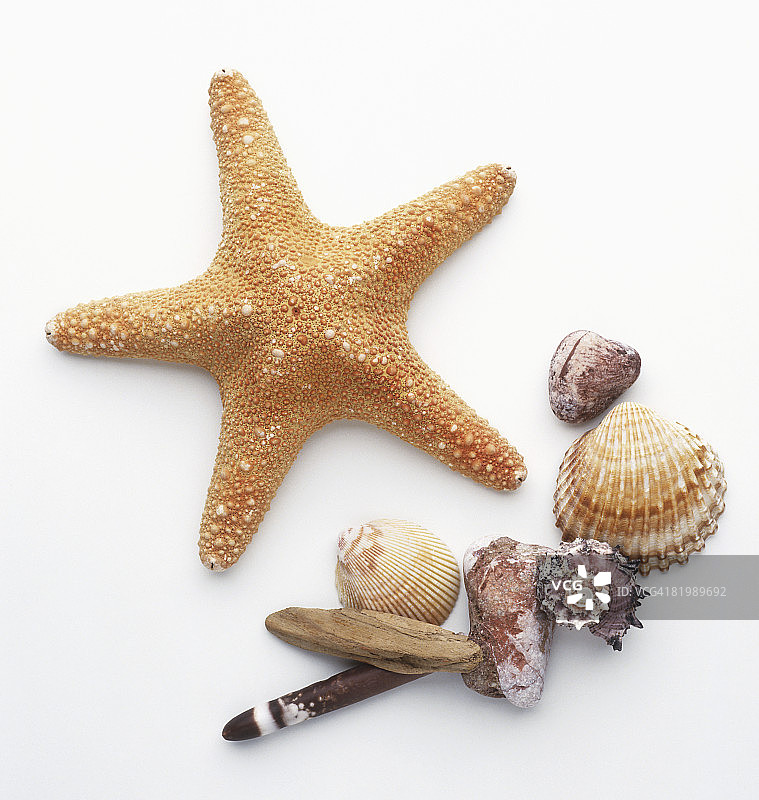 海螺和海星合集图片素材