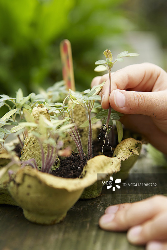 女孩种植番茄幼苗特写图片素材