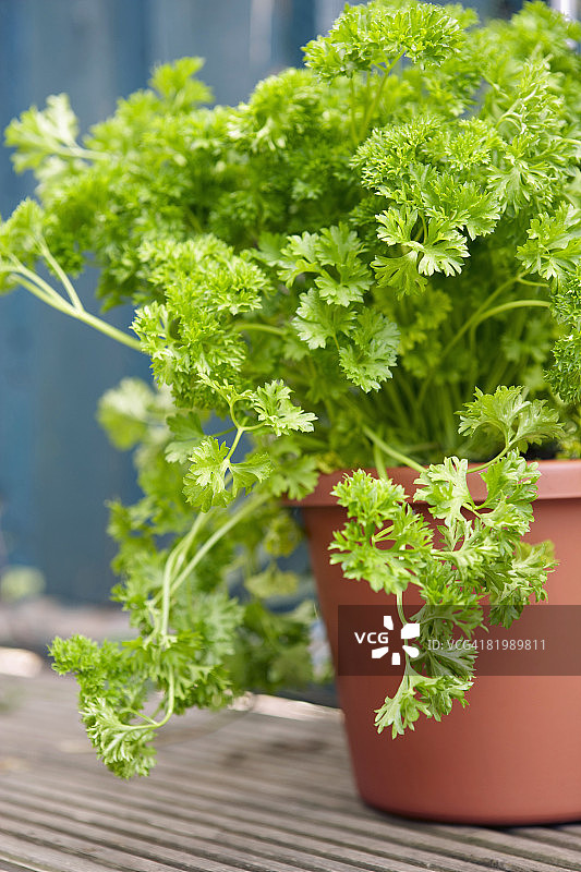 香芹植物特写图片素材