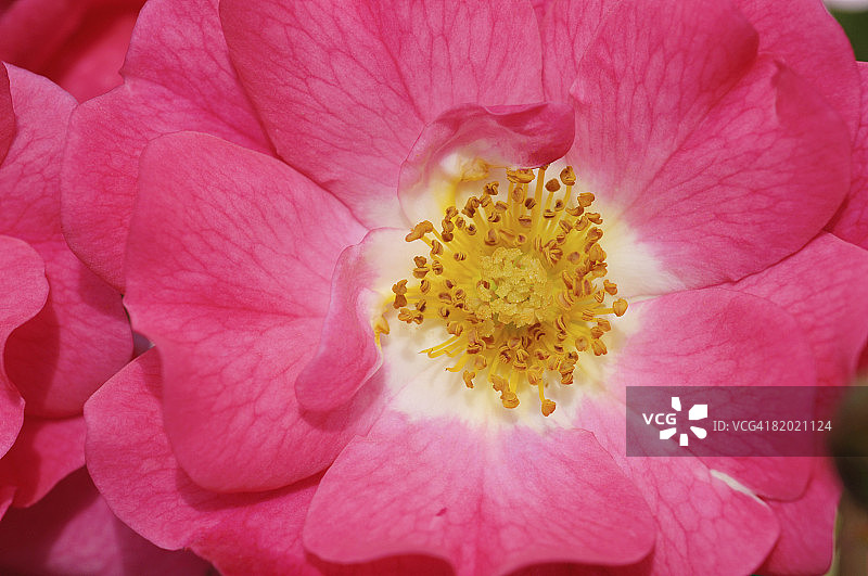 粉色花毯月季特写图片素材