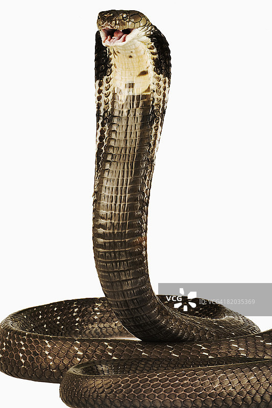 眼镜王蛇图片素材