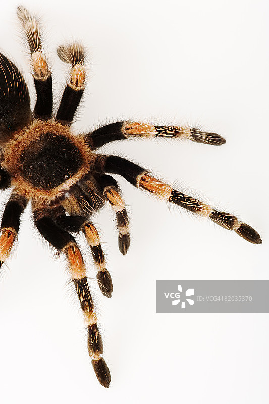 墨西哥红膝蛛图片素材