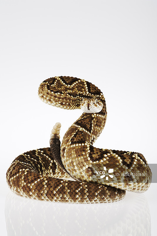 引人注目的新热带响尾蛇图片素材