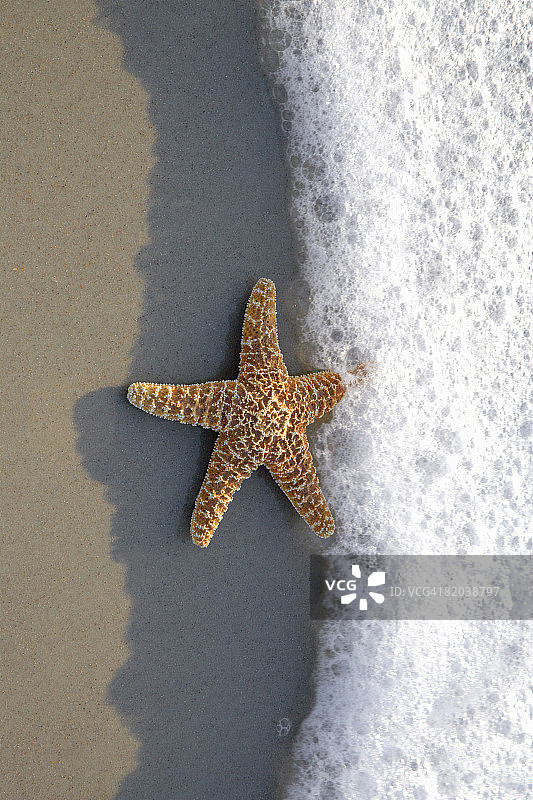 沙滩上的海星图片素材