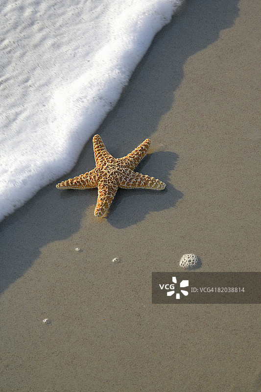 沙滩上的海星图片素材