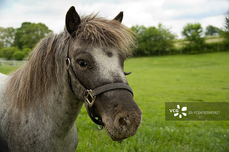迷你马图片素材