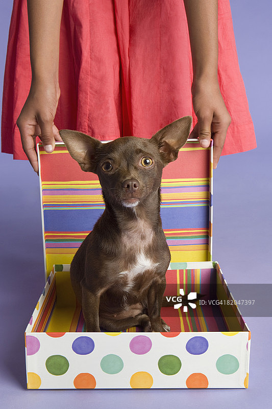 抱着箱子里吉娃娃的人像图片素材