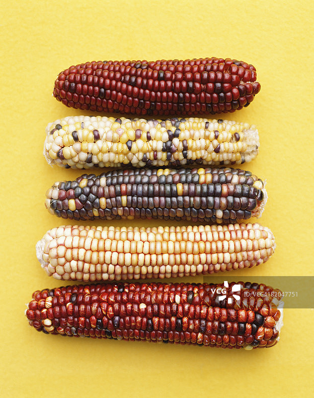 印度玉米图片素材