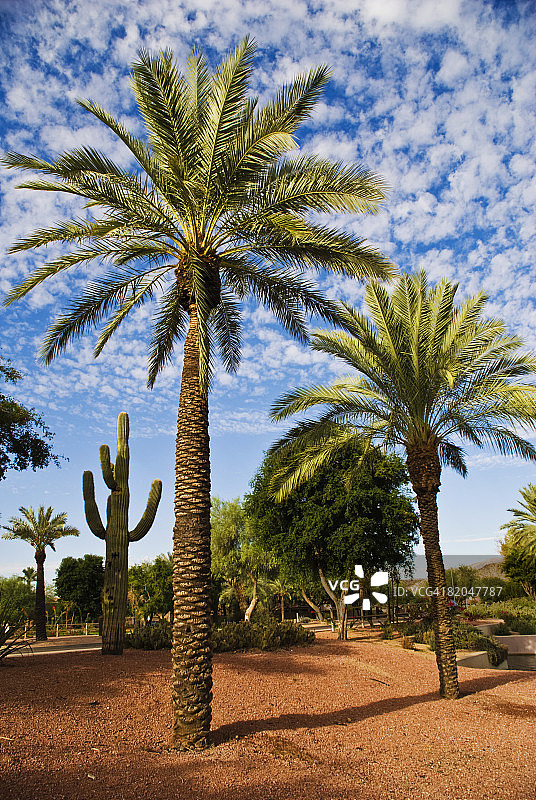 亚利桑那州阿瓦图基的椰枣树图片素材