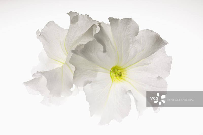 白色矮牵牛花图片素材