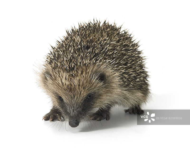 年轻的刺猬图片素材