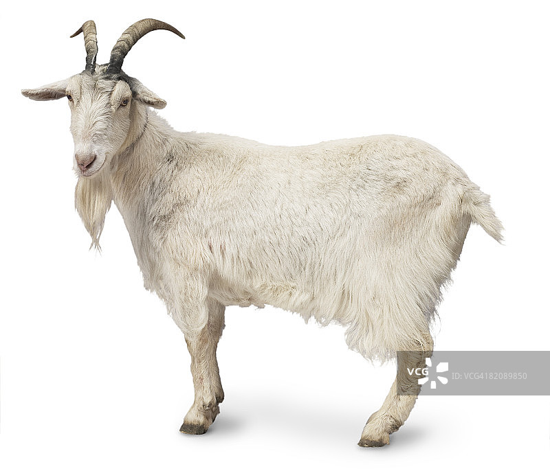 比利山羊图片素材