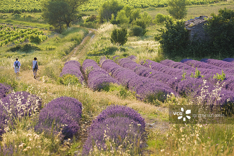在薰衣草田中漫步的人，沃克吕兹，普罗旺斯图片素材