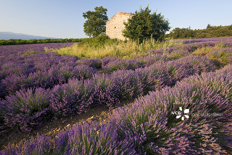沃克吕兹薰衣草田，法国普罗旺斯图片素材