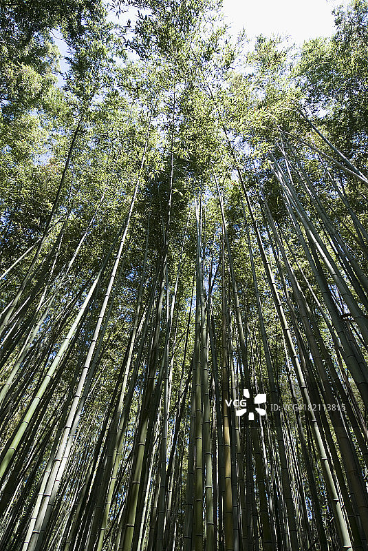 日本京都竹林图片素材