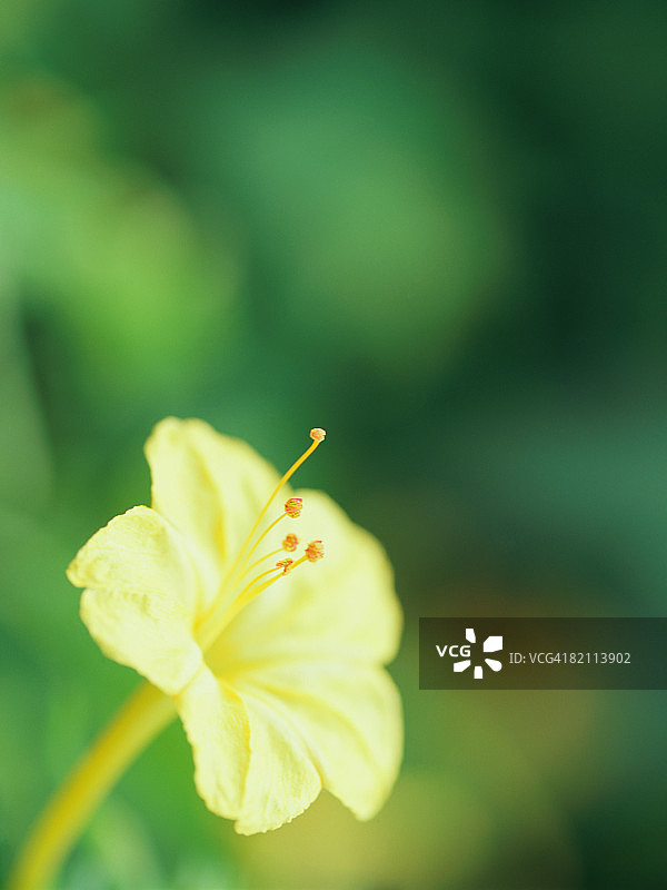 紫茉莉图片素材