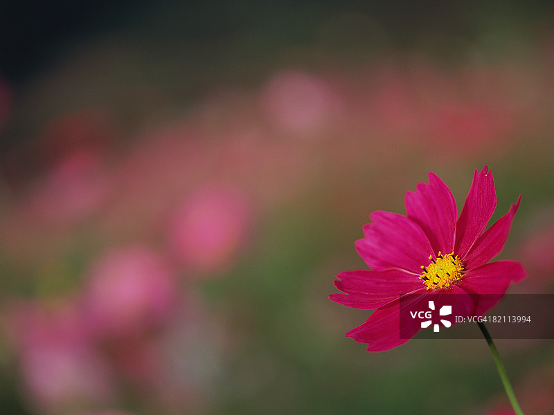 宇宙的花图片素材