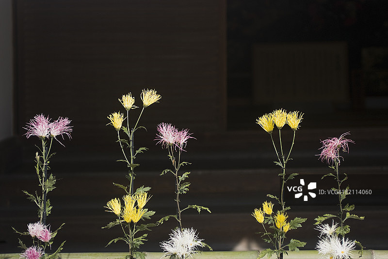 京都大觉寺的菊花图片素材
