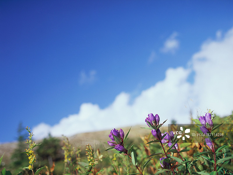 皇家蓝色龙胆图片素材