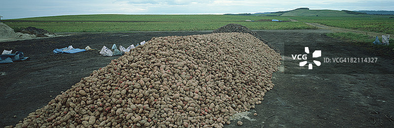 一堆土豆图片素材