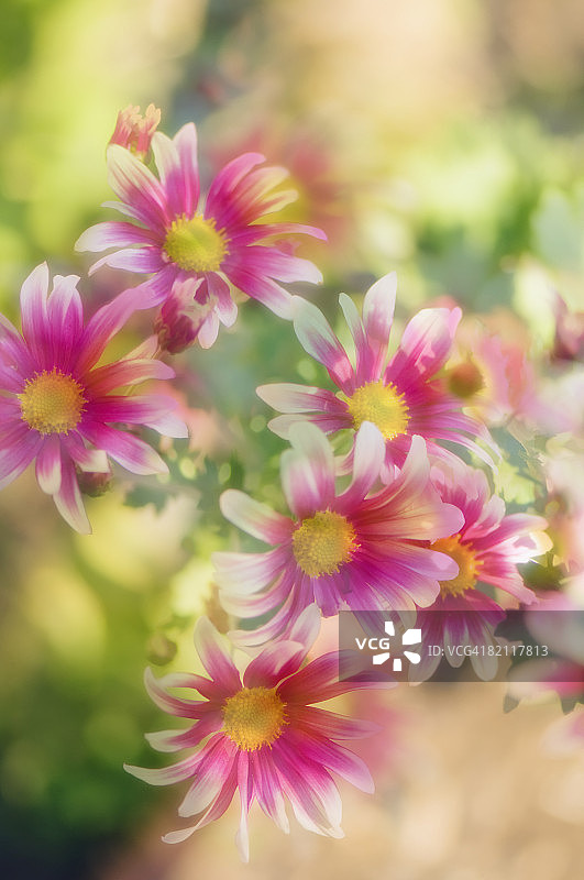 雾中的菊花图片素材