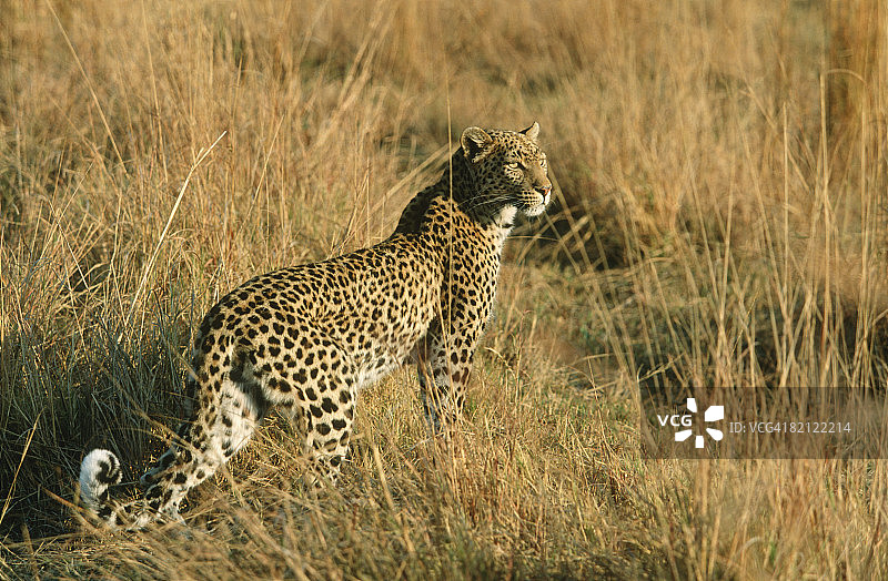 警惕的豹子（Panthera pardus）高角度景观，博茨瓦纳莫雷米野生动物保护区图片素材