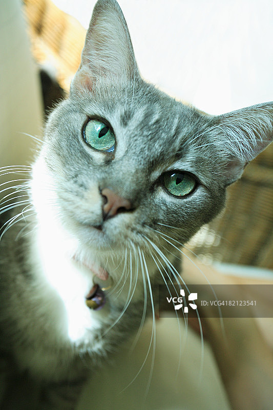 猫的特写图片素材