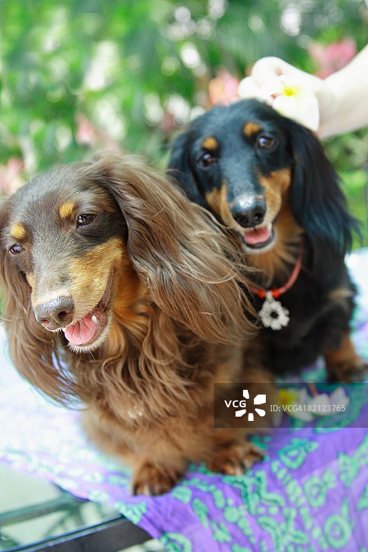 两只腊肠犬的特写图片素材