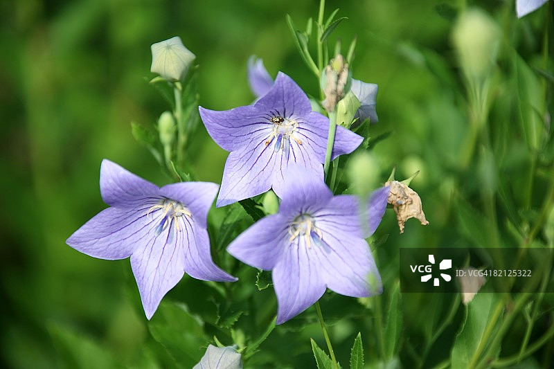 风铃与田野鲜花图片素材