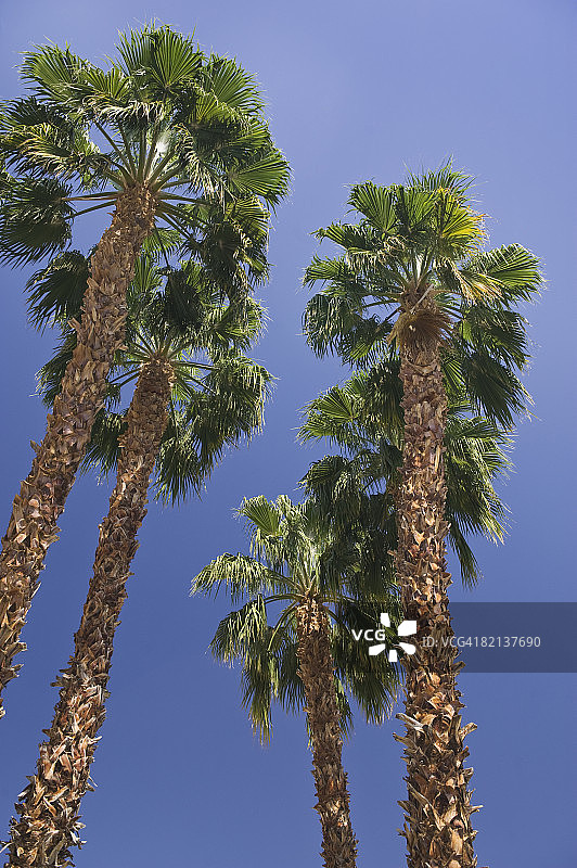 仰视棕榈树图片素材