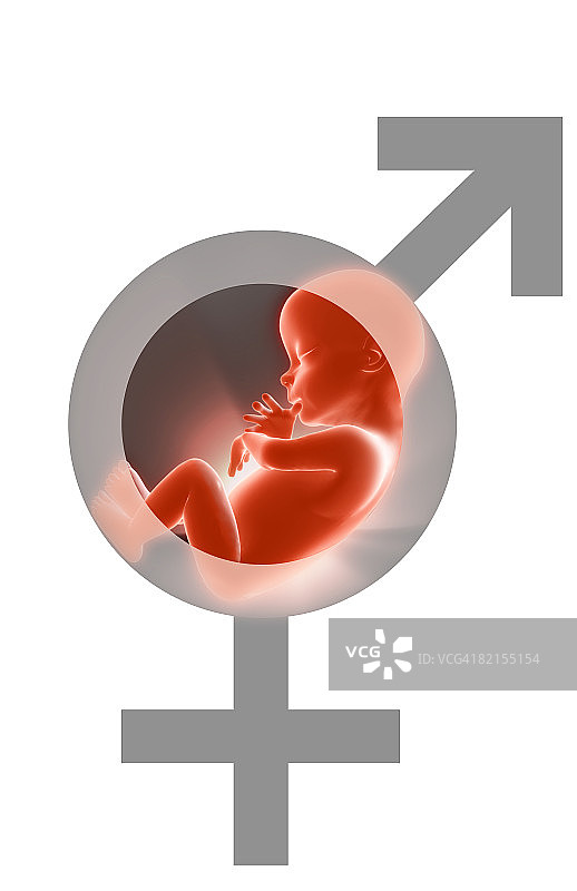 带有性别符号的胎儿图片素材