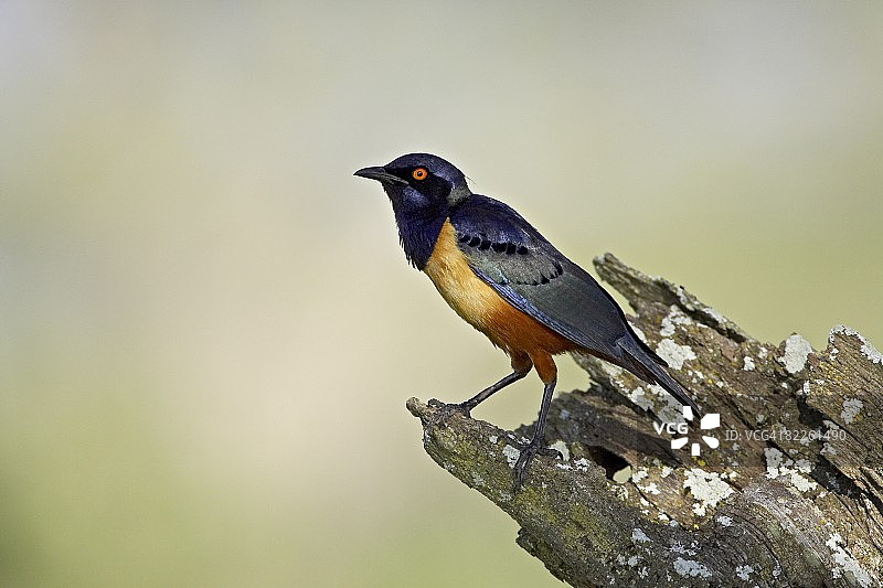 坦桑尼亚塞伦盖蒂国家公园的希氏椋鸟图片素材