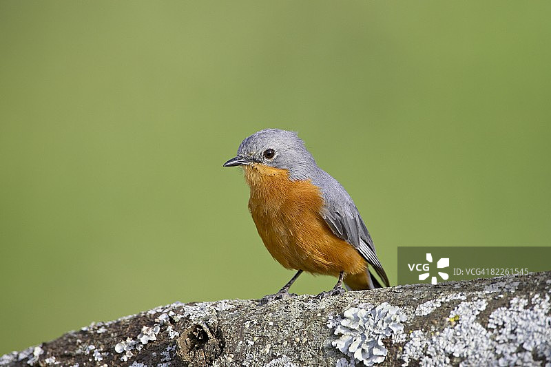 银鸟（Empidornis semipartitus），塞伦盖蒂国家公园，坦桑尼亚，东非，非洲图片素材