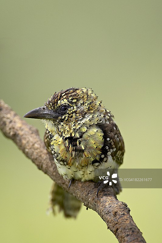乌桑比罗拟啄木鸟，塞伦盖蒂国家公园图片素材
