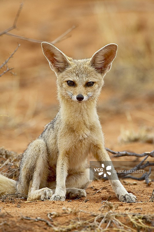 南非卡格拉格帝跨国公园的草原狐图片素材