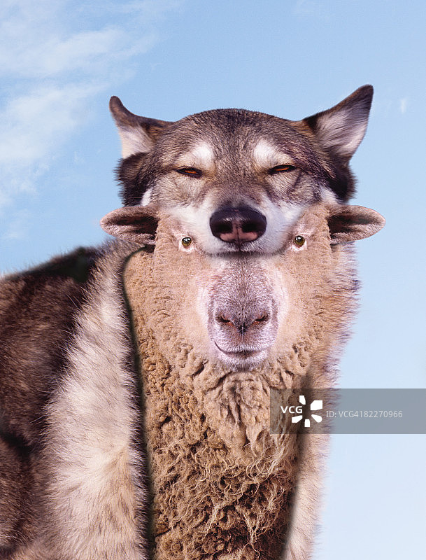 披着羊皮的狼图片素材