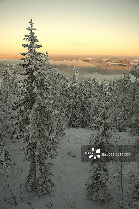被雪覆盖的冷杉树，芬兰卡亚尼图片素材