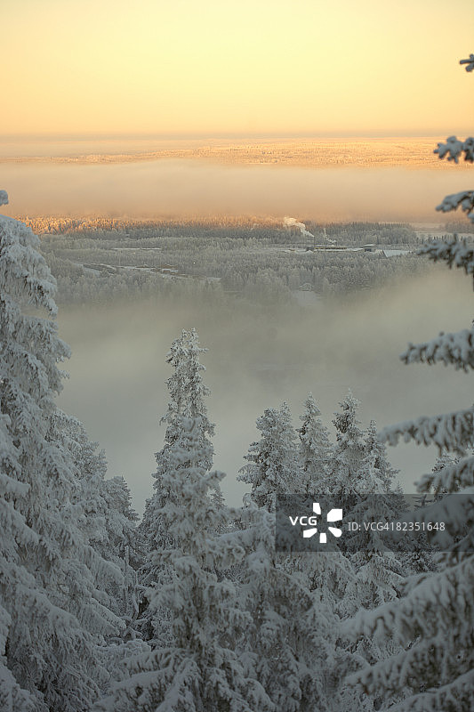 芬兰卡亚尼森林中覆盖着雪的树木图片素材