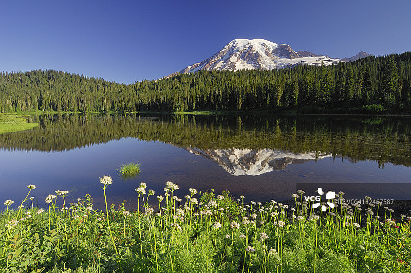 雷尼尔山与湖面倒影及野花图片素材
