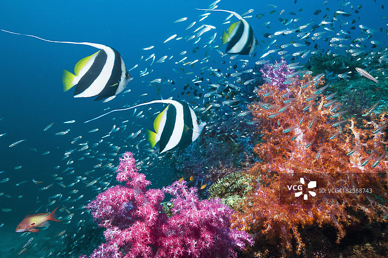 长鳍燕鱼与软珊瑚图片素材