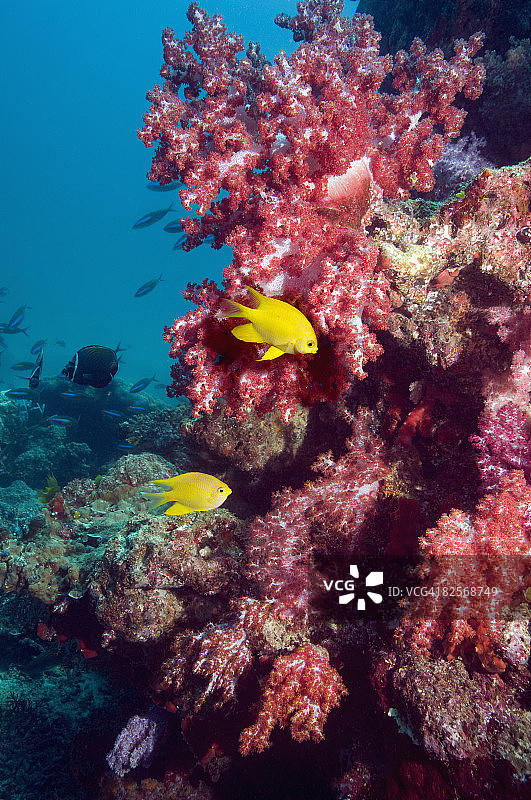 金色少女与软珊瑚图片素材