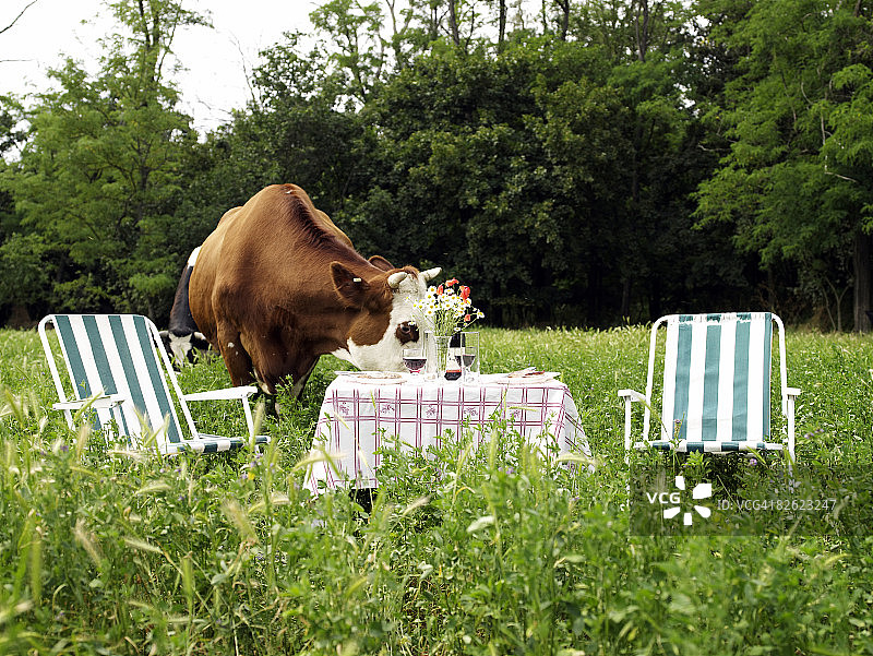奶牛场中间的野餐桌图片素材