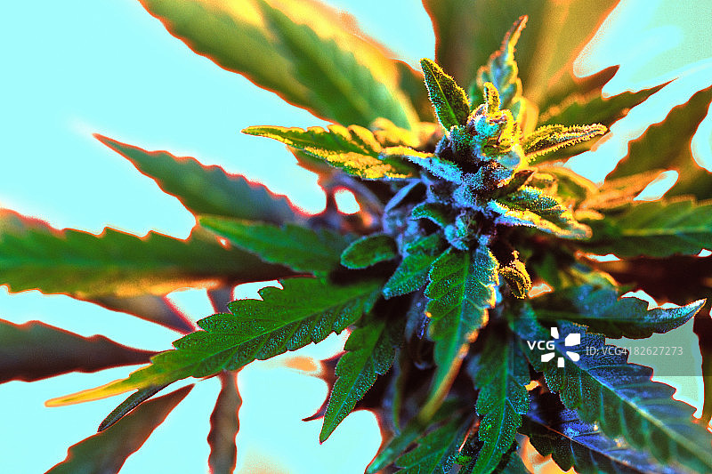 大麻植物图片素材