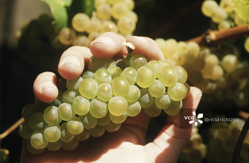 手持一串霞多丽葡萄图片素材
